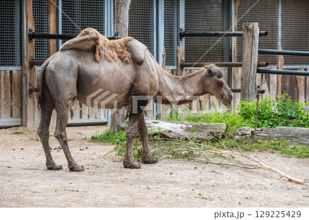 Bactrian camel, Camelus bactrianus with two humps in a zoo Bactrian camel, Camelus bactrianus with two humps in a zoo 129225429