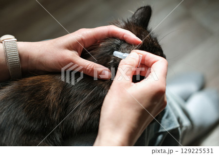 Female hands applies flea and tick repellent to the back of cat's neck, emphasizing precise pet healthcare and care for her pet Female hands applies flea and tick repellent to the back of cat's neck, emphasizing precise pet healthcare and care for her pet 129225531