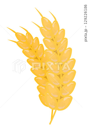 Two ears of wheat, grain harvest, yellow vector illustration of gluten product Two ears of wheat, grain harvest, yellow vector illustration of gluten product 129226186