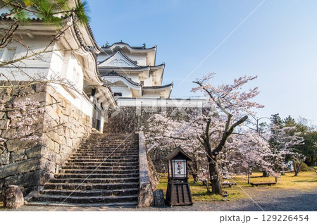 桜満開の伊賀上野城《三重県 伊賀市 上野公園》 129226454