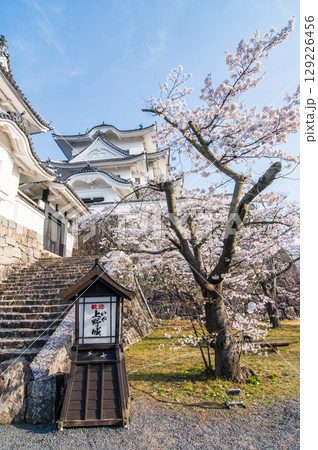 桜満開の伊賀上野城《三重県 伊賀市 上野公園》 桜満開の伊賀上野城《三重県 伊賀市 上野公園》 129226456