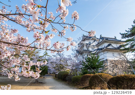 桜満開の伊賀上野城《三重県 伊賀市 上野公園》 129226459