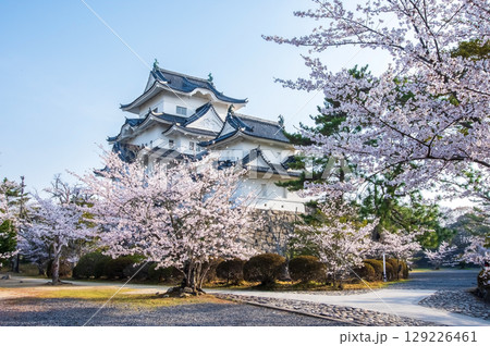 桜満開の伊賀上野城《三重県 伊賀市 上野公園》 129226461