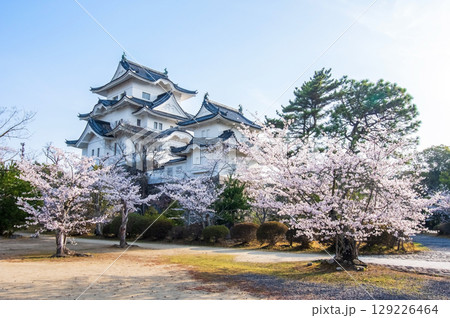 桜満開の伊賀上野城《三重県 伊賀市 上野公園》 桜満開の伊賀上野城《三重県 伊賀市 上野公園》 129226464