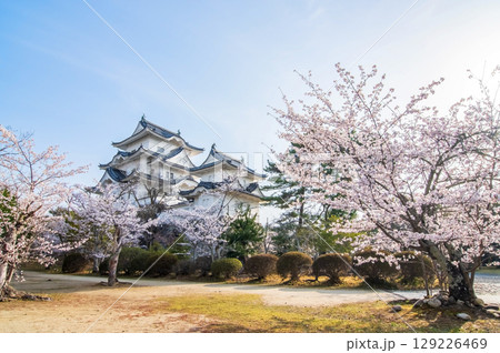 桜満開の伊賀上野城《三重県 伊賀市 上野公園》 129226469