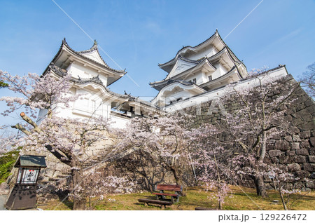 桜満開の伊賀上野城《三重県 伊賀市 上野公園》 129226472