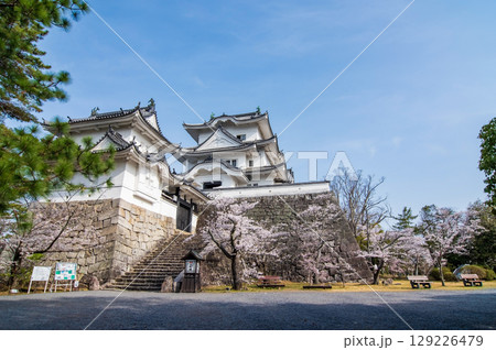 桜満開の伊賀上野城《三重県 伊賀市 上野公園》 129226479