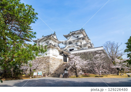 桜満開の伊賀上野城《三重県 伊賀市 上野公園》 129226480