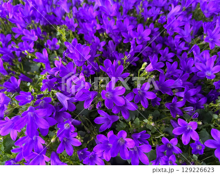 Campanula flower blossom close up 129226623