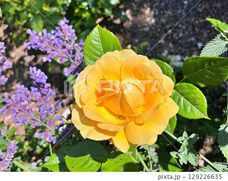 Flowers in the garden during spring. Nature background Flowers in the garden during spring. Nature background 129226635