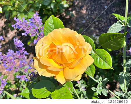 Flowers in the garden during spring. Nature background 129226636