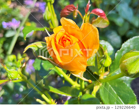 Flowers in the garden during spring. Nature background 129226640