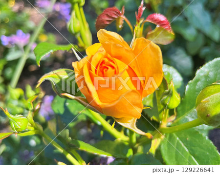 Flowers in the garden during spring. Nature background Flowers in the garden during spring. Nature background 129226641