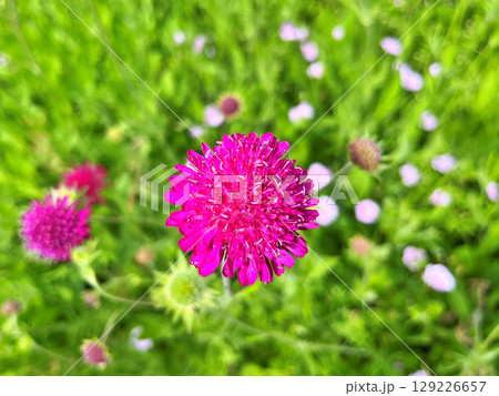 Red Burgundy dahlia flower in garden during summer 129226657