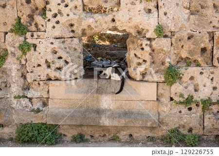 Homeless cat in the old town of Rhodes Homeless cat in the old town of Rhodes 129226755