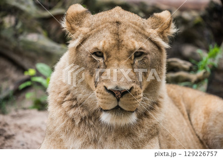 Lioness Close-up portrait, face of a female lion Panthera leo 129226757