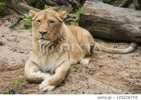 Lioness Close-up portrait, face of a female lion Panthera leo Lioness Close-up portrait, face of a female lion Panthera leo 129226759
