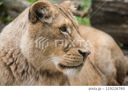 Lioness Close-up portrait, face of a female lion Panthera leo Lioness Close-up portrait, face of a female lion Panthera leo 129226760