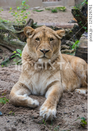 Lioness Close-up portrait, face of a female lion Panthera leo 129226761