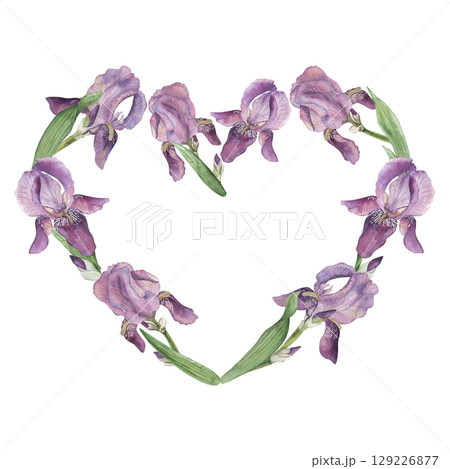 A heart form from purple lilac irises and green petals. Watercolor illustration with flowers is manually painted in bright blue pink shades. For the design of postcards, wedding invitations A heart form from purple lilac irises and green petals. Watercolor illustration with flowers is manually painted in bright blue pink shades. For the design of postcards, wedding invitations 129226877