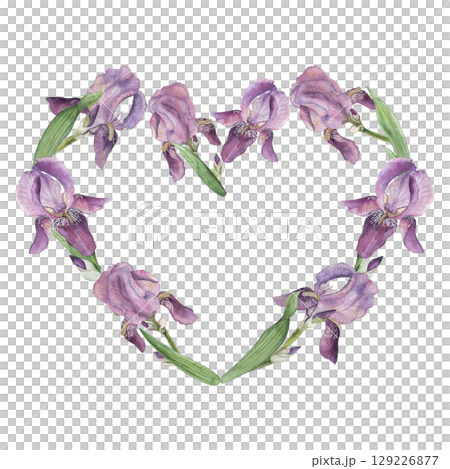 A heart form from purple lilac irises and green petals. Watercolor illustration with flowers is manually painted in bright blue pink shades. For the design of postcards, wedding invitations A heart form from purple lilac irises and green petals. Watercolor illustration with flowers is manually painted in bright blue pink shades. For the design of postcards, wedding invitations 129226877