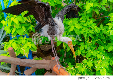 Indian Beak 129226960