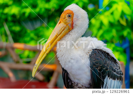 Indian Beak 129226961