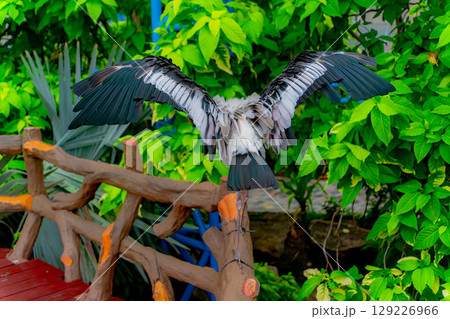 Indian Beak Indian Beak 129226966