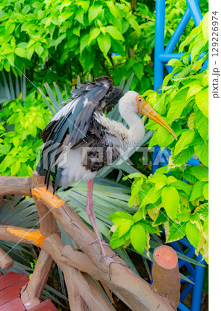 Indian Beak Indian Beak 129226974