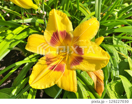 Daylily (Hemerocallis) flowers in the garden during summer Daylily (Hemerocallis) flowers in the garden during summer 129227030