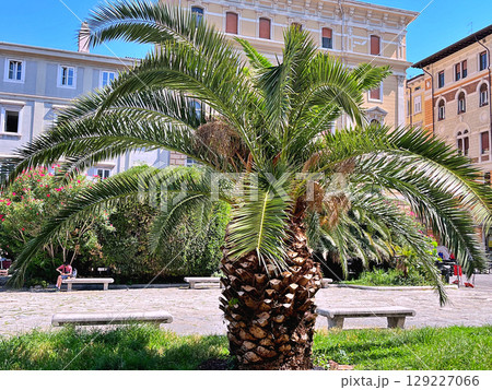 A palm and city Trieste as background, Italy 129227066