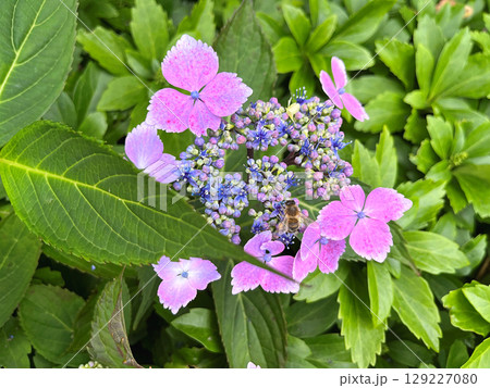 A closeup of purple lacecap hydrangea flowers A closeup of purple lacecap hydrangea flowers 129227080
