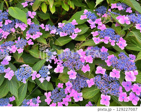 A closeup of purple lacecap hydrangea flowers 129227087