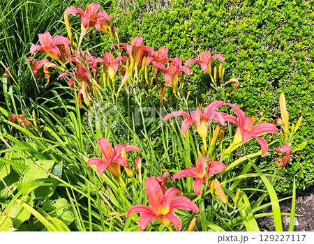 Daylily (Hemerocallis) flowers in the garden during summer Daylily (Hemerocallis) flowers in the garden during summer 129227117