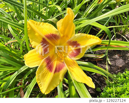 Daylily (Hemerocallis) flowers in the garden during summer 129227124