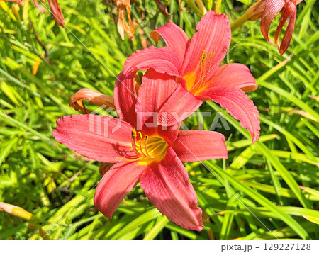 Daylily (Hemerocallis) flowers in the garden during summer 129227128