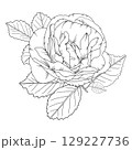 Vector illustration of a rose flower in outline style, elegant rose for coloring books, greeting cards, tattoo designs, wedding invitations, botanical projects, and romantic decor. 129227736