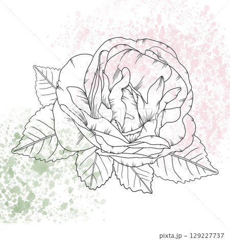 Vintage rose flower with detailed hand-drawn lines and soft watercolor splatter background. Classic sketch style with pastel pink and green watercolor splashes, for invitations, tattoo, romantic decor Vintage rose flower with detailed hand-drawn lines and soft watercolor splatter background. Classic sketch style with pastel pink and green watercolor splashes, for invitations, tattoo, romantic decor 129227737