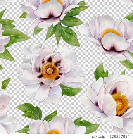 White peony flowers pattern White peony flowers pattern 129227954