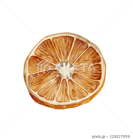 Dried citrus fruit slice illustration Dried citrus fruit slice illustration 129227959