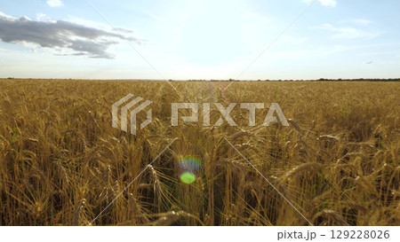golden wheat fields sway gently evening breeze, warm glow sunset bathes landscape soft, golden hue, endless rows ripe wheat symbolize abundance agriculture, rural beauty nature reflects harmony golden wheat fields sway gently evening breeze, warm glow sunset bathes landscape soft, golden hue, endless rows ripe wheat symbolize abundance agriculture, rural beauty nature reflects harmony 129228026