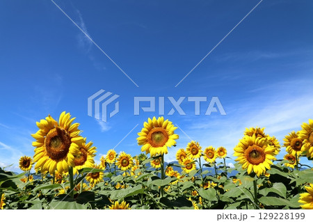 山梨県 北杜市 ひまわり畑 129228199
