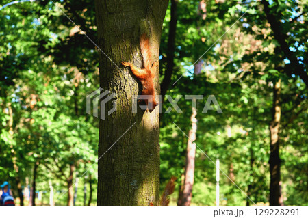 Red ginger cute squirrel running on tree trunk Red ginger cute squirrel running on tree trunk 129228291