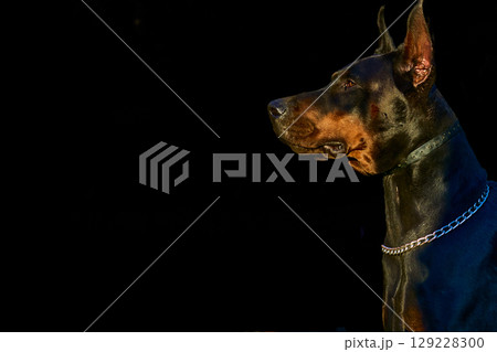 Security and safety.Domestic dog's head Doberman on black 129228300