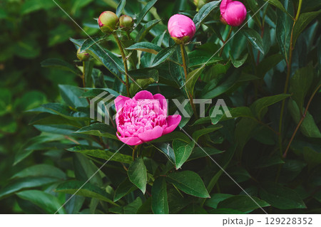 Gardening landscaping.Nice bush of delicate pink peonies 129228352