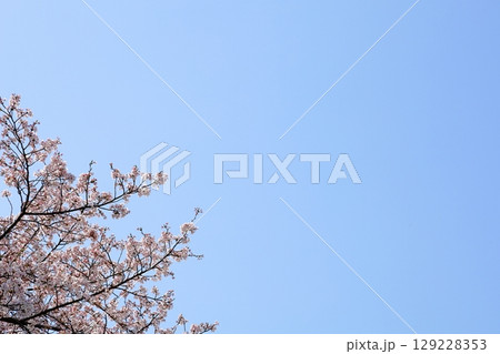 桜の花 満開 ソメイヨシノ 桜の花 満開 ソメイヨシノ 129228353