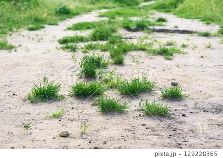 Tufts of green juicy grass on a sandy path 129228365