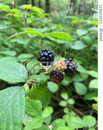 Wild blackberries grow in the forest Wild blackberries grow in the forest 129228831