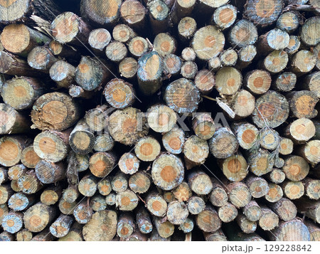 Stacks of felled pine tree trunks in a German forest. Logging.. 129228842