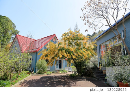 ギンヨウアカシアの花　満開 129228923